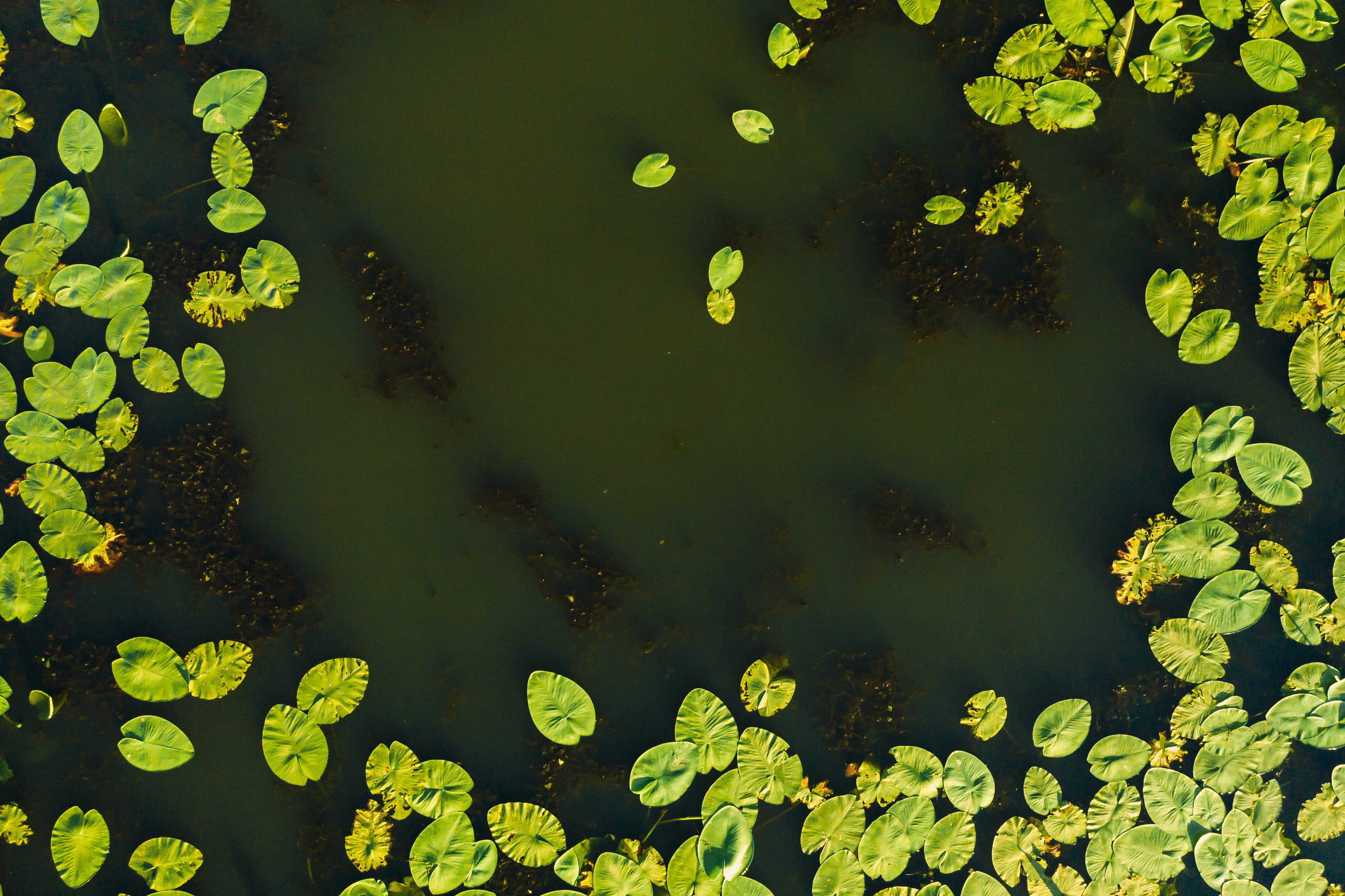 Phosphate's Impact on Pond Water and Algae
