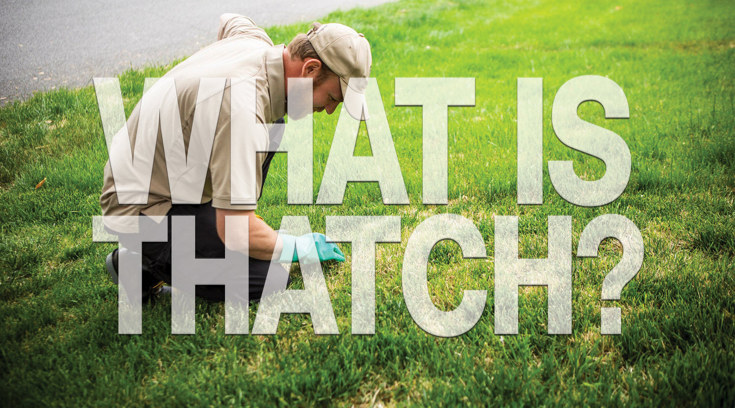 What is thatch?