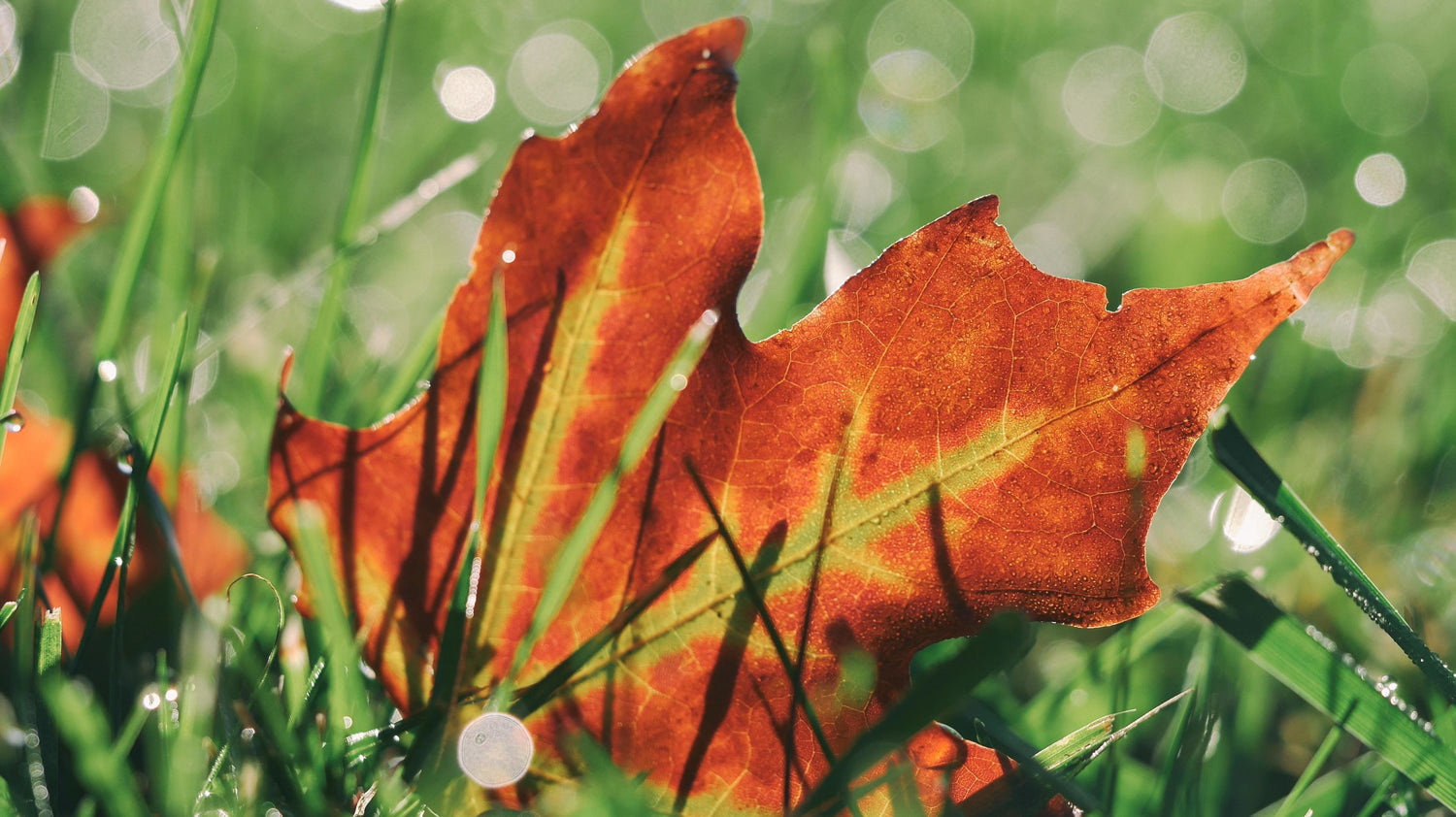 Aerate your Lawn this Autumn