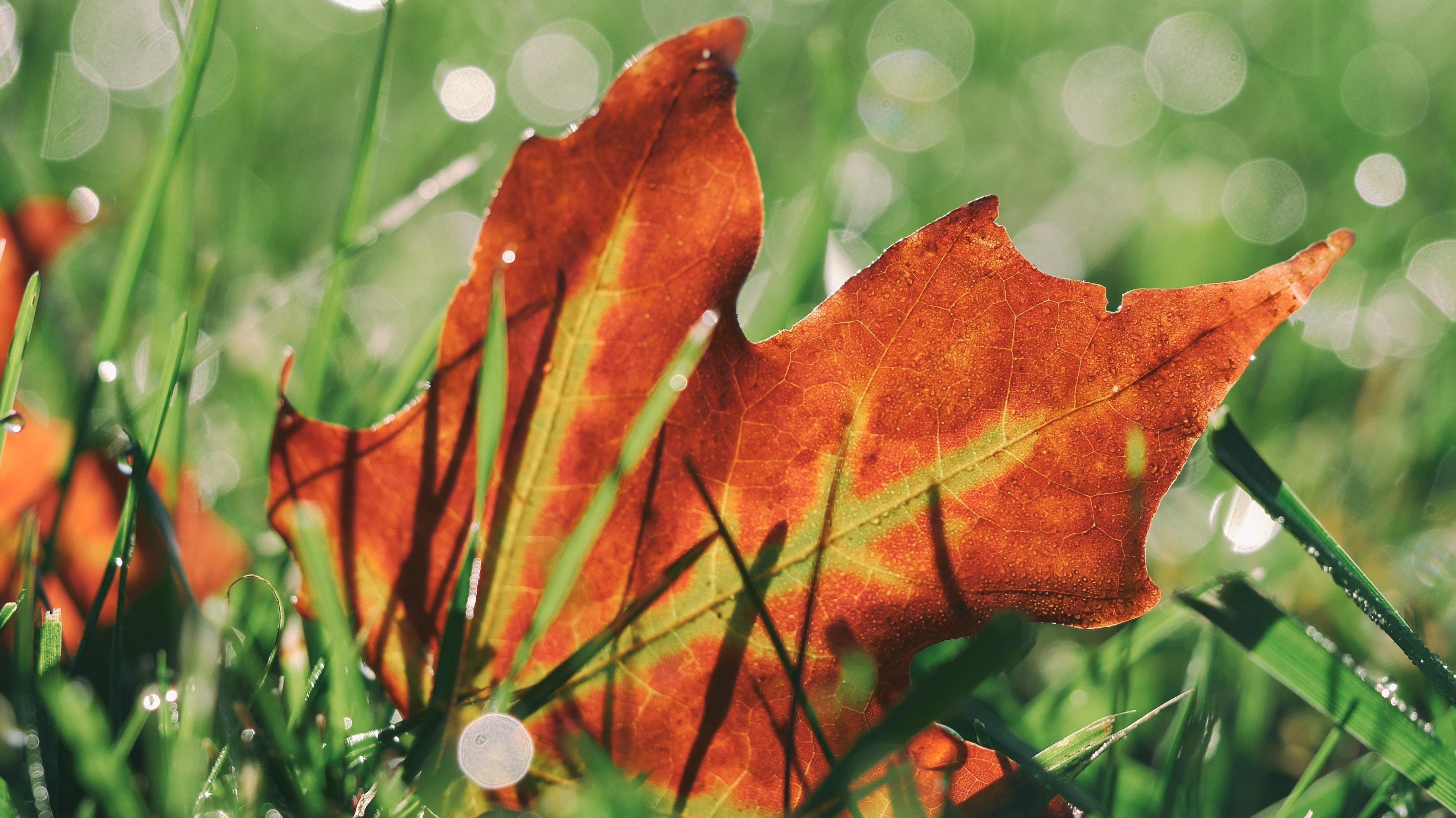 Aerate your Lawn this Autumn