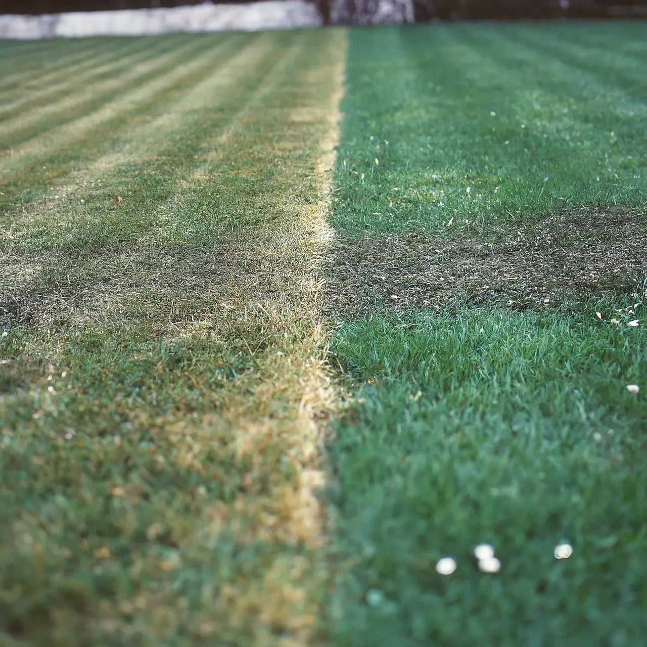 The Ultimate Guide to Lawn Regeneration: Improving Soil Health for a Lusher Lawn