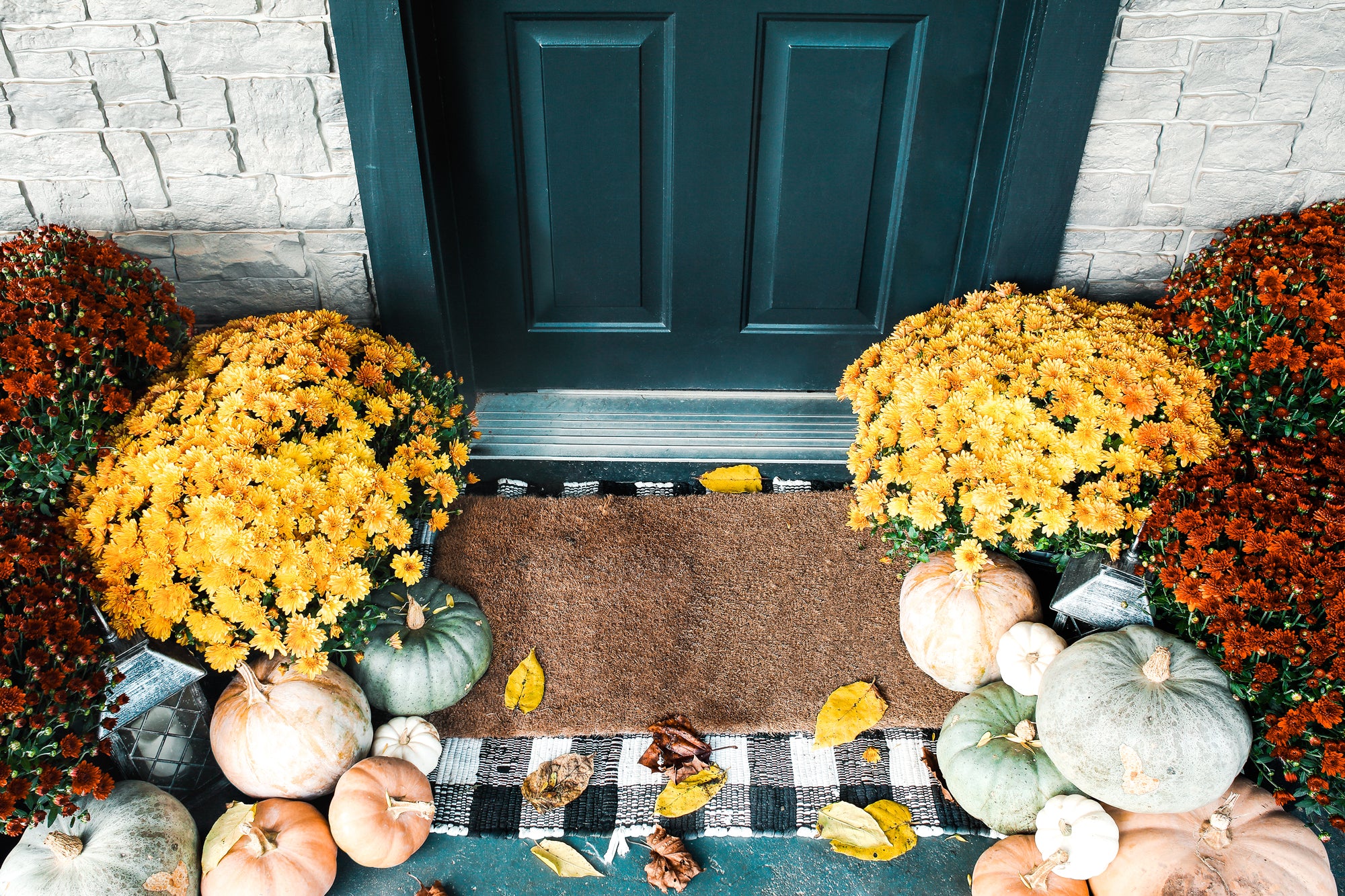 How to Keep Your Potted Mums Alive this Year