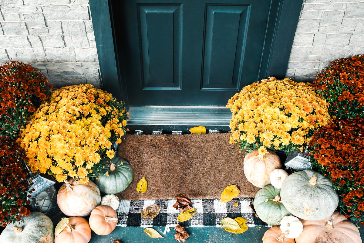 Turf Titan | How to Keep Your Potted Mums Alive this Year
