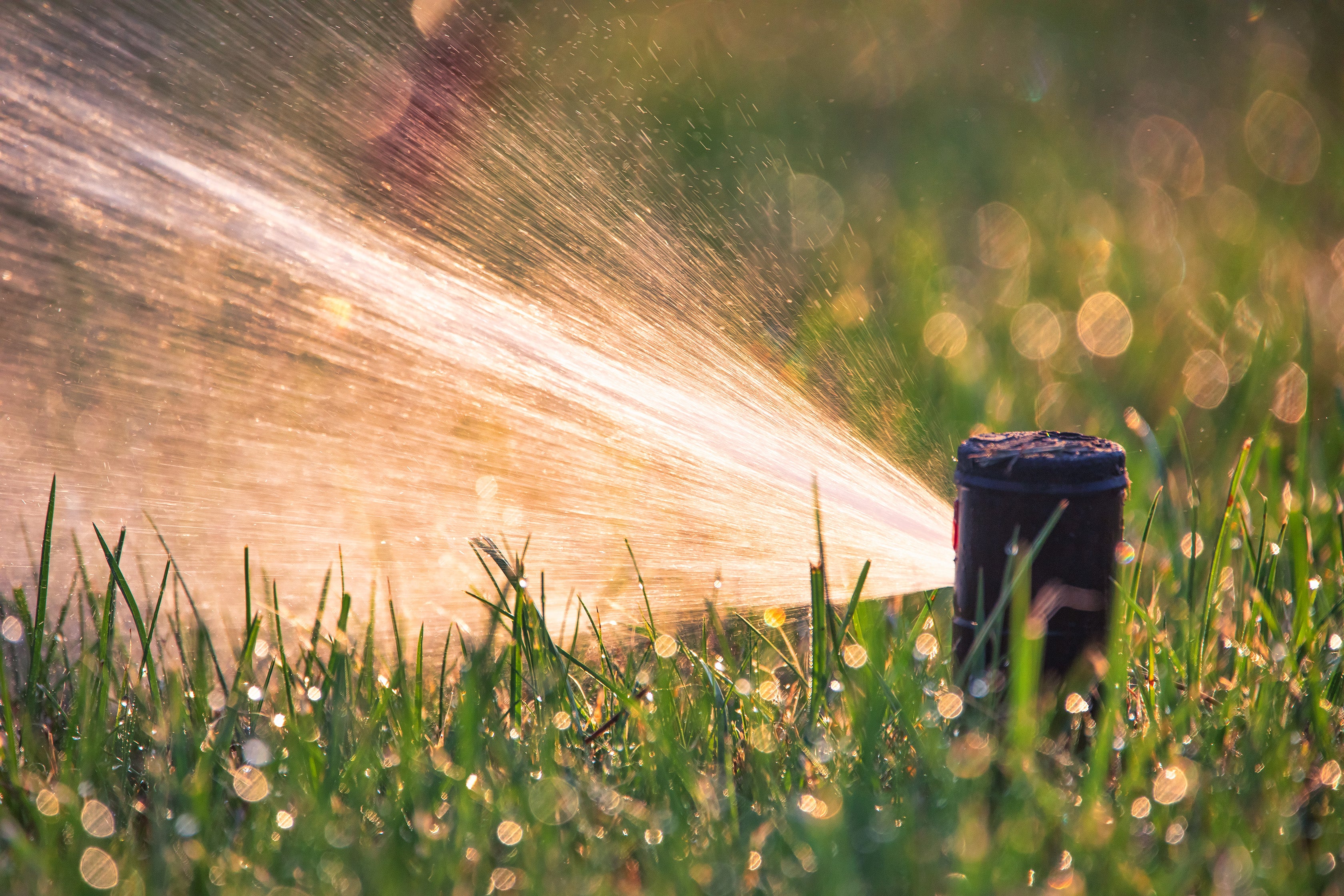 5 Lawn Watering Mistakes to Avoid