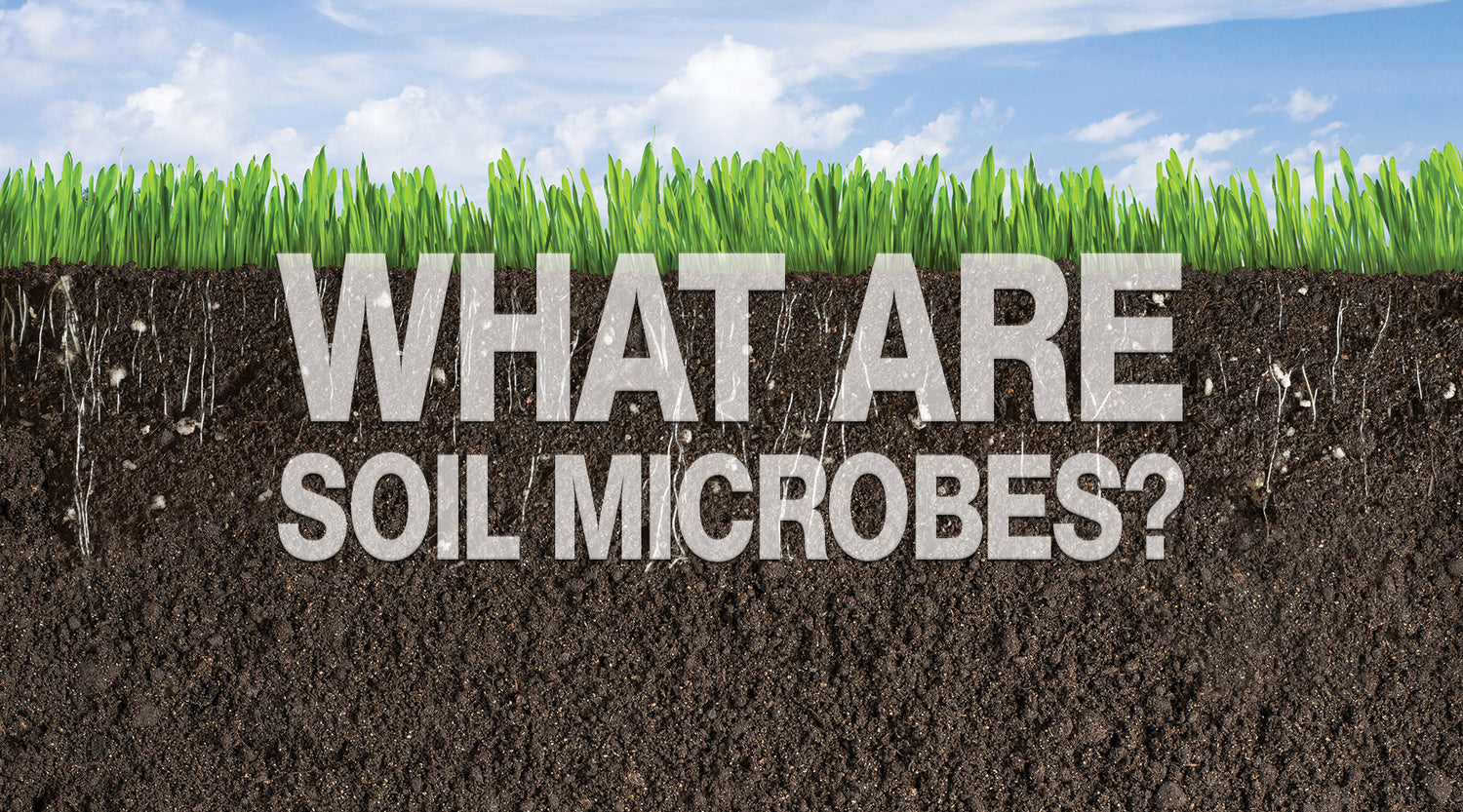What are Soil Microbes?