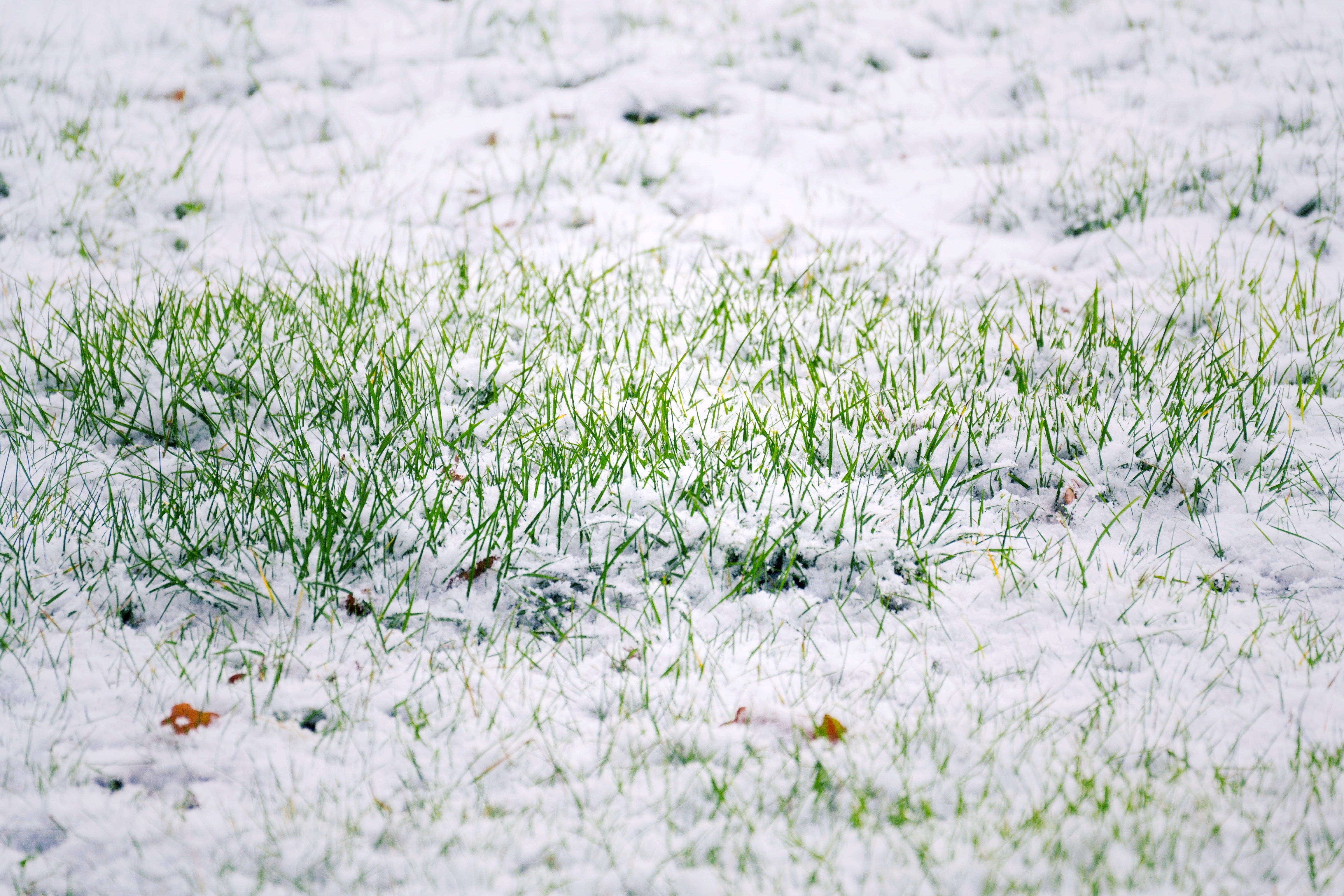 Lawn Tips to Consider This Winter