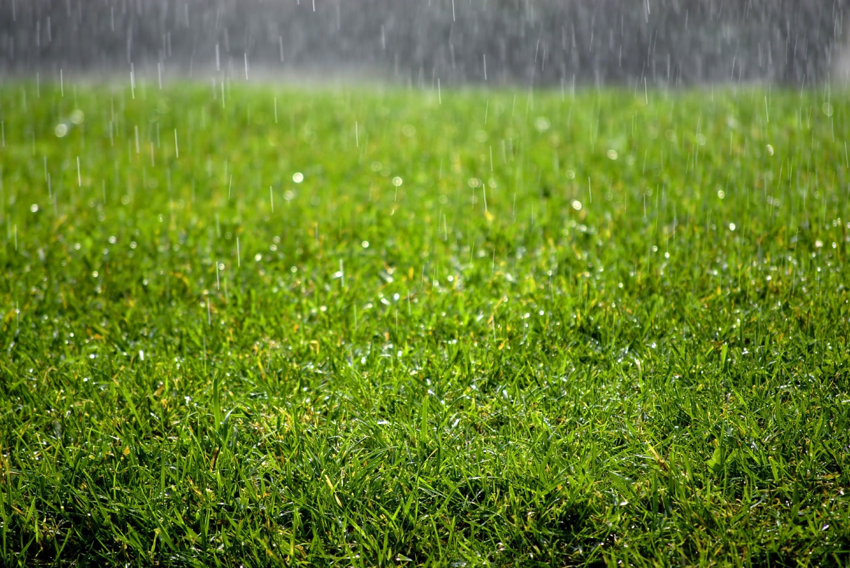 What Happens When Turf gets too much Rain?