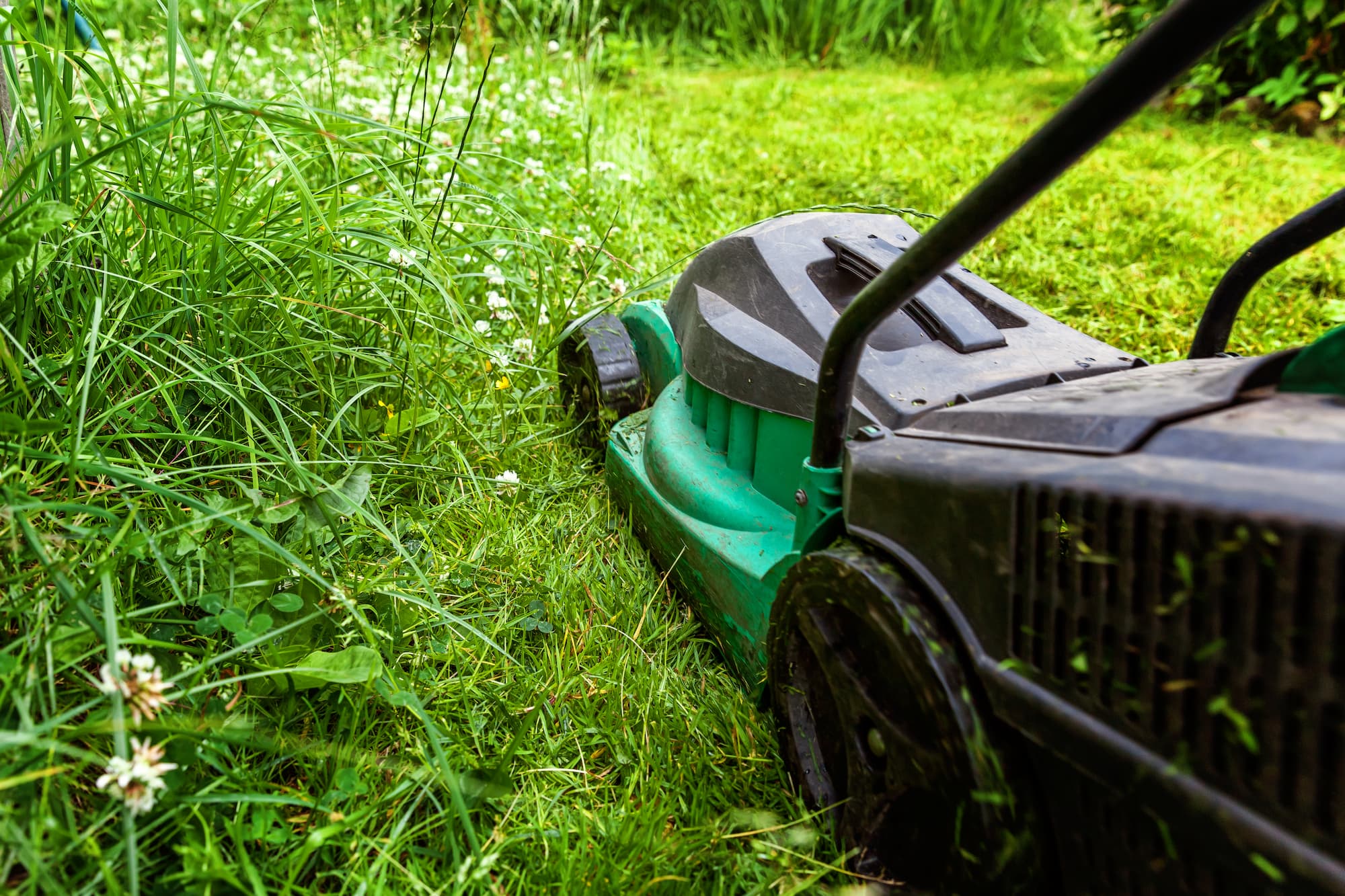 Need an excuse not to mow? No Mow May!