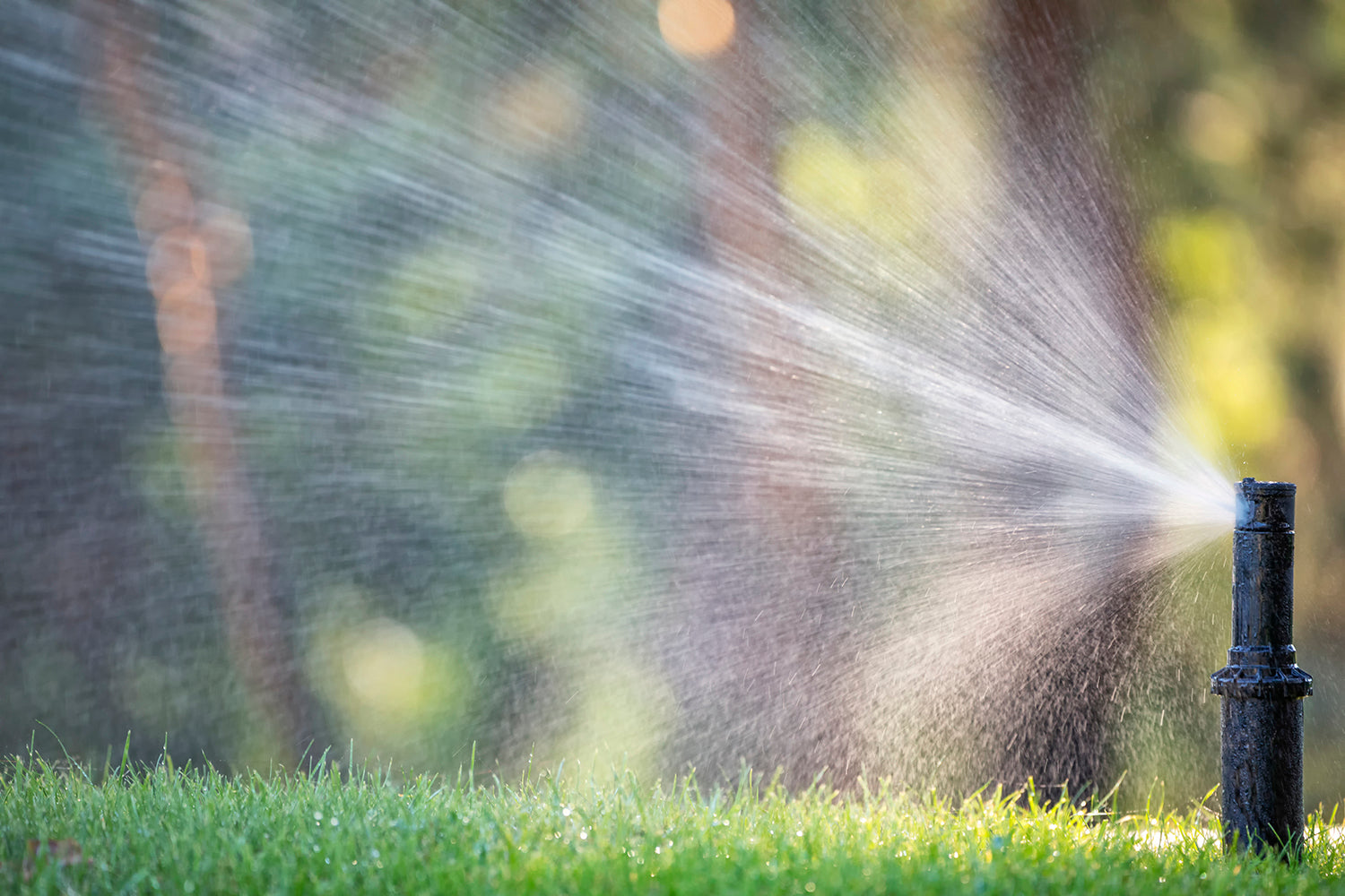 Water Conservation and Lawn Care