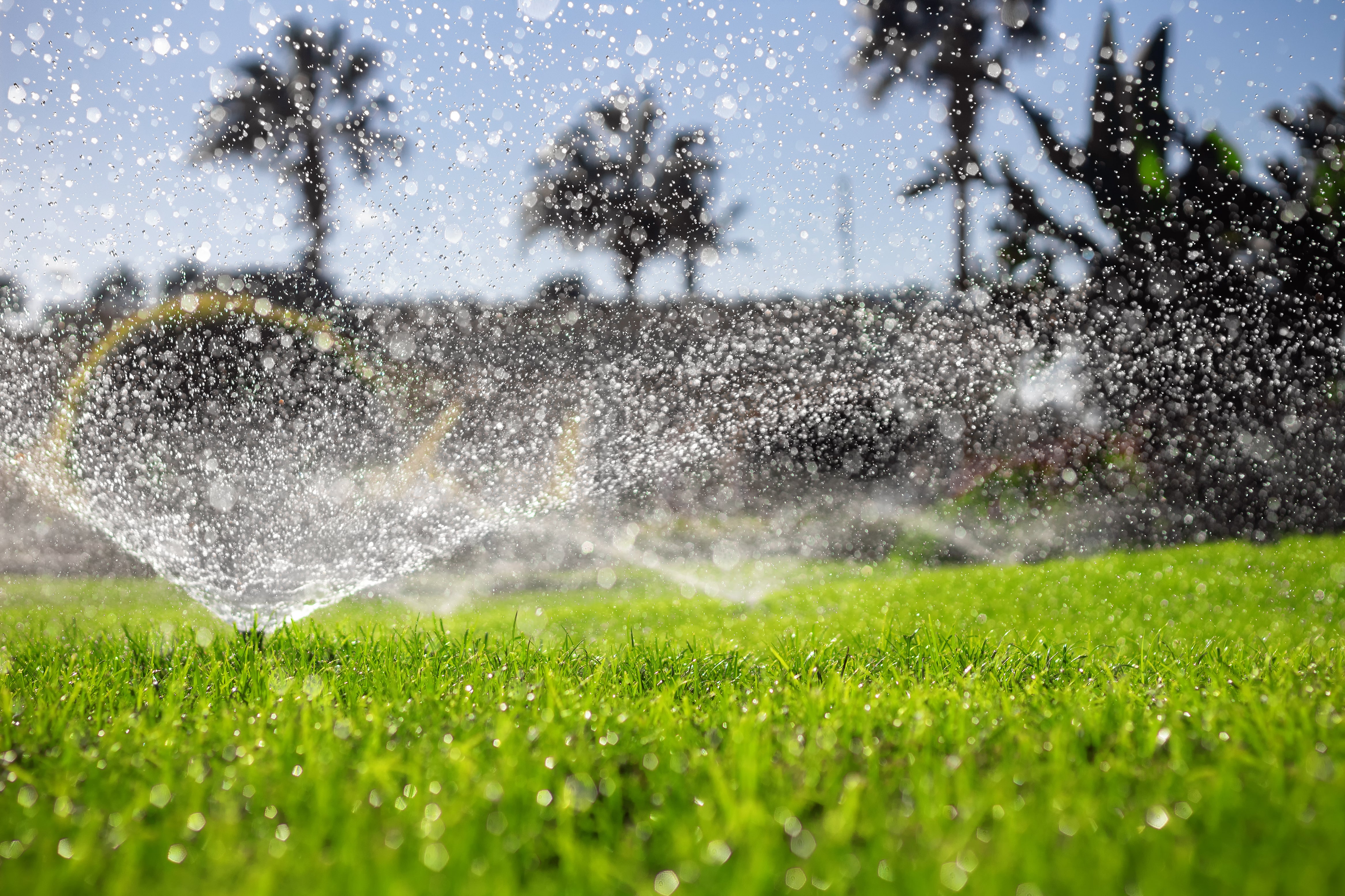 Hot Tips to Keep Your Lawn & Garden Healthy in a Heatwave