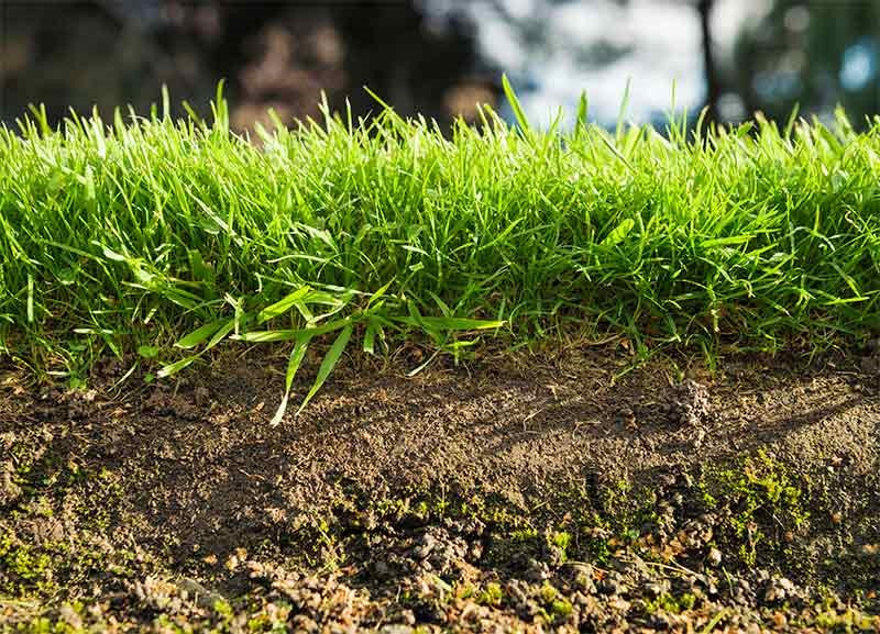 Soil Nutrients vs. Fertilizers: What's the difference?