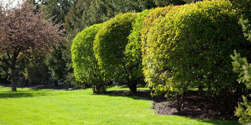 Trees and Shrubs- they need love too!