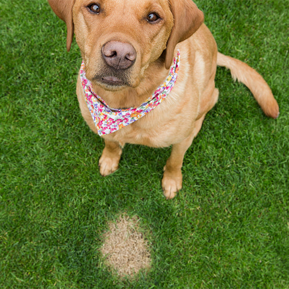 K9 Correcter